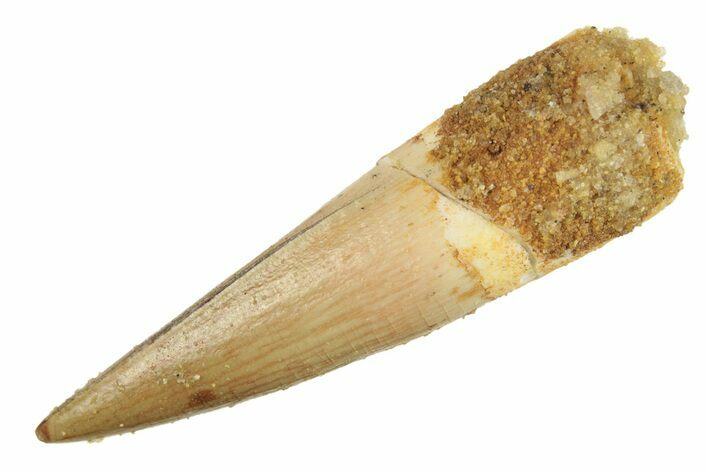 Juvenile Fossil Spinosaurus Tooth - Real Dinosaur Tooth #266046